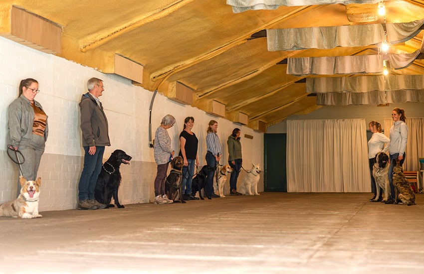 Hondentraining met handlers en honden in een overdekte hal