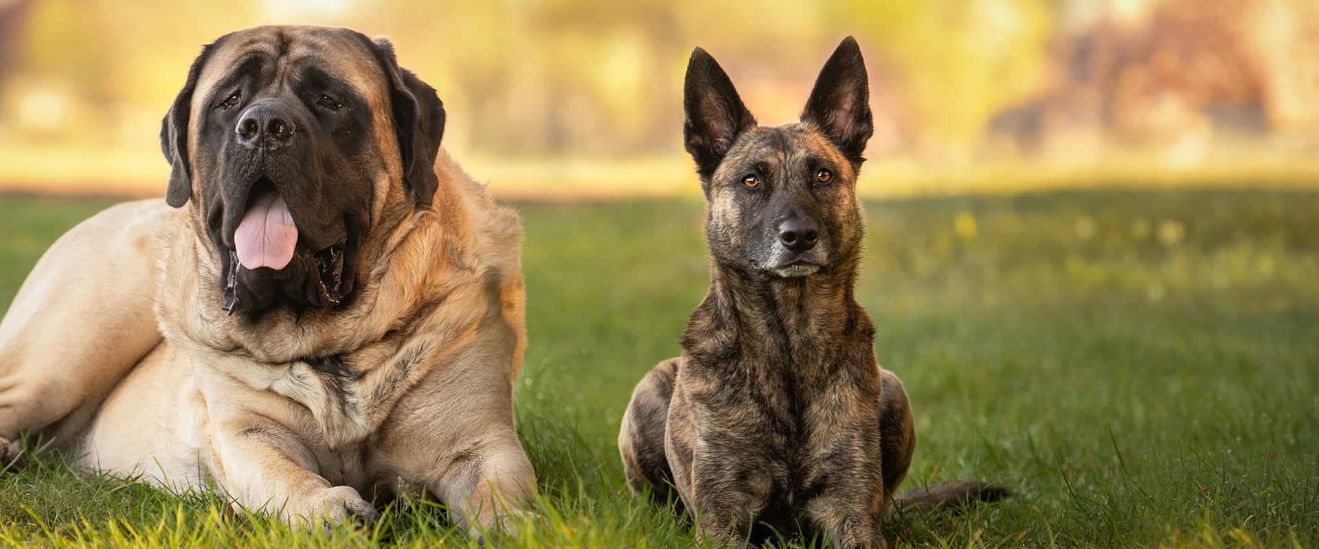 Mastiff en Hollandse herder in herfstig gras