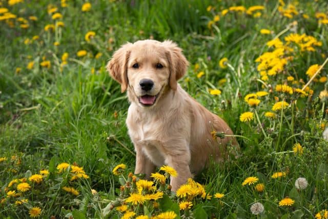 Golden retrieverpuppy tussen gele paardenbloemen in gras