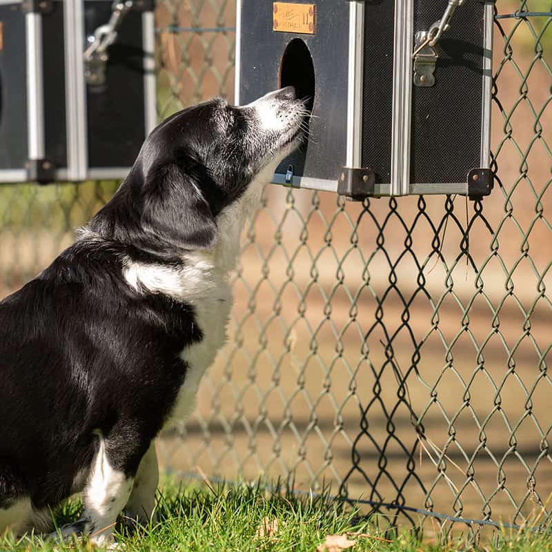 Zwart-witte hond snuffelt aan apparaat bij hek