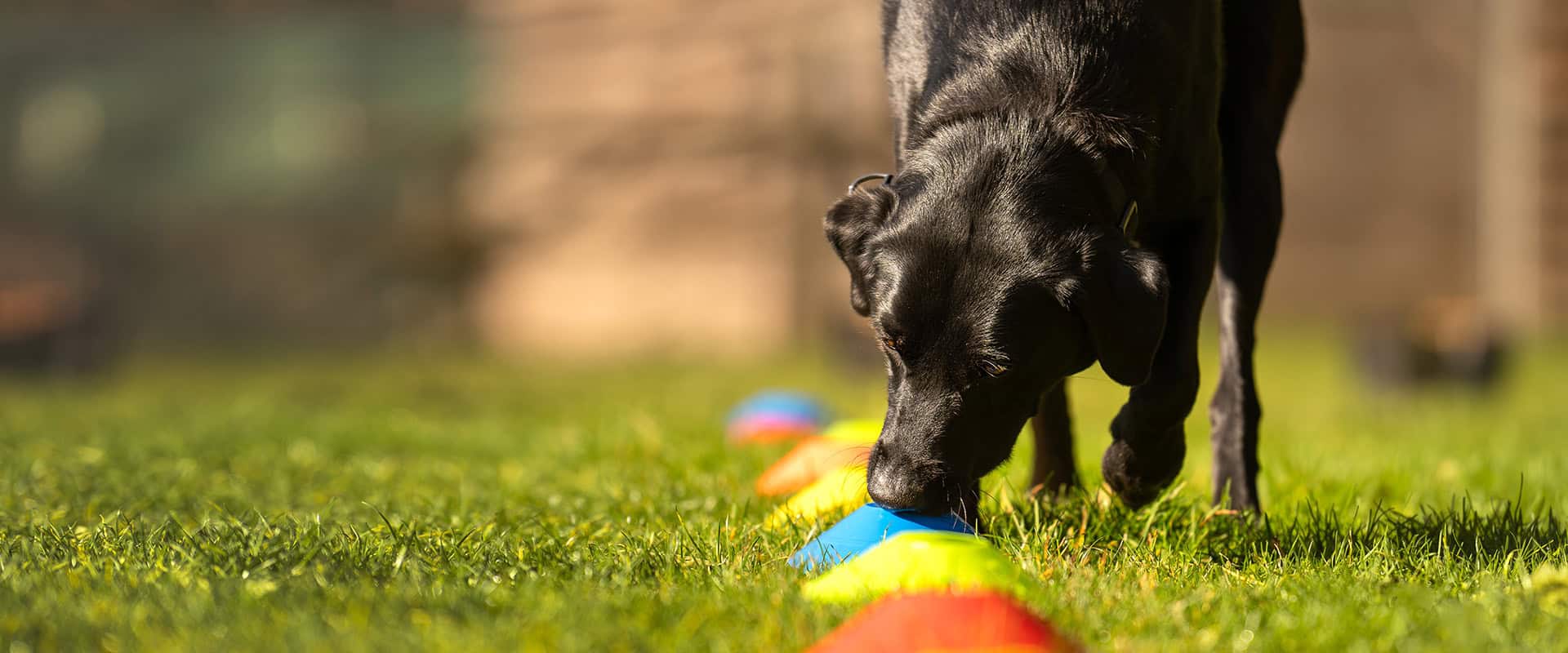 Zwarte hond snuffelt aan kleurrijke pionnen op gras