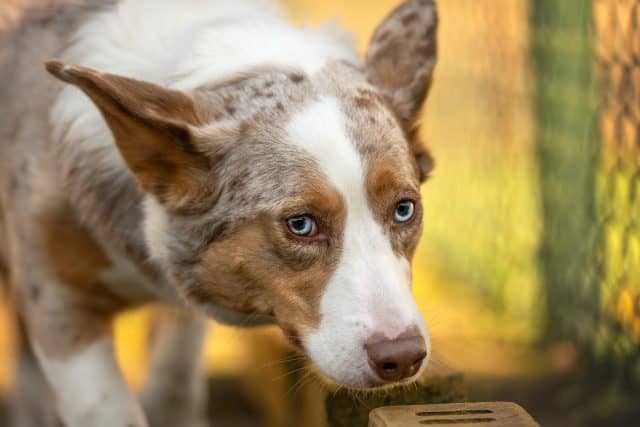 Bruin-witte hond met blauwe ogen kijkt omlaag