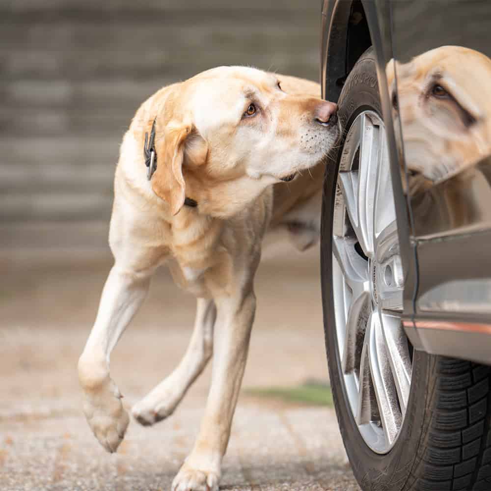 Labrador speurt aan autoband naast geparkeerde auto