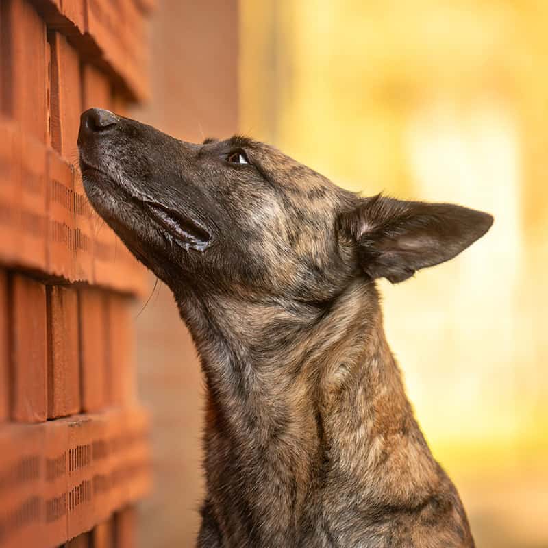 Brindle hond snuffelt aan rode bakstenen muur