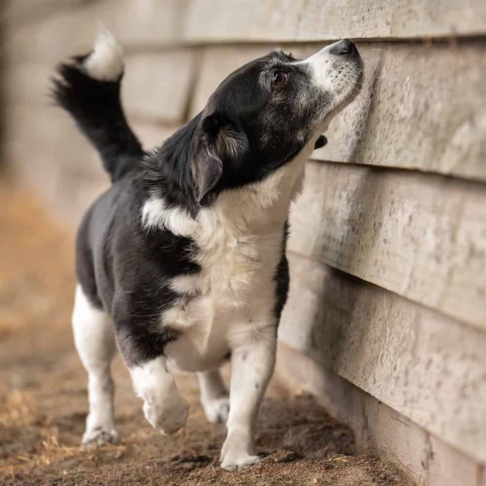 Zwart-witte hond snuffelt aan houten schutting