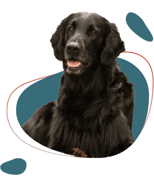 Zwarte retriever zit voor abstracte blauwe vormen