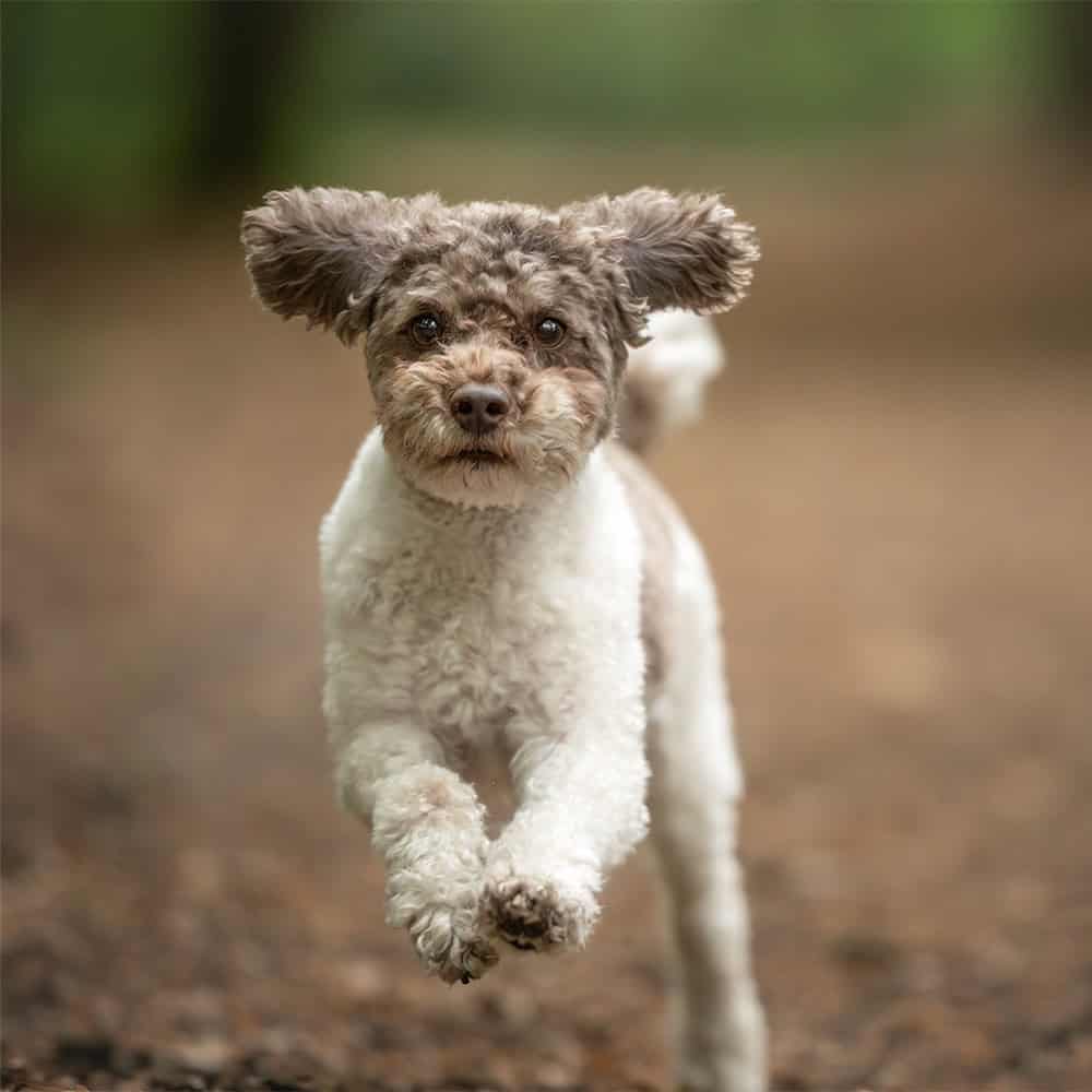 Kleine krulharige hond springt enthousiast naar de camera