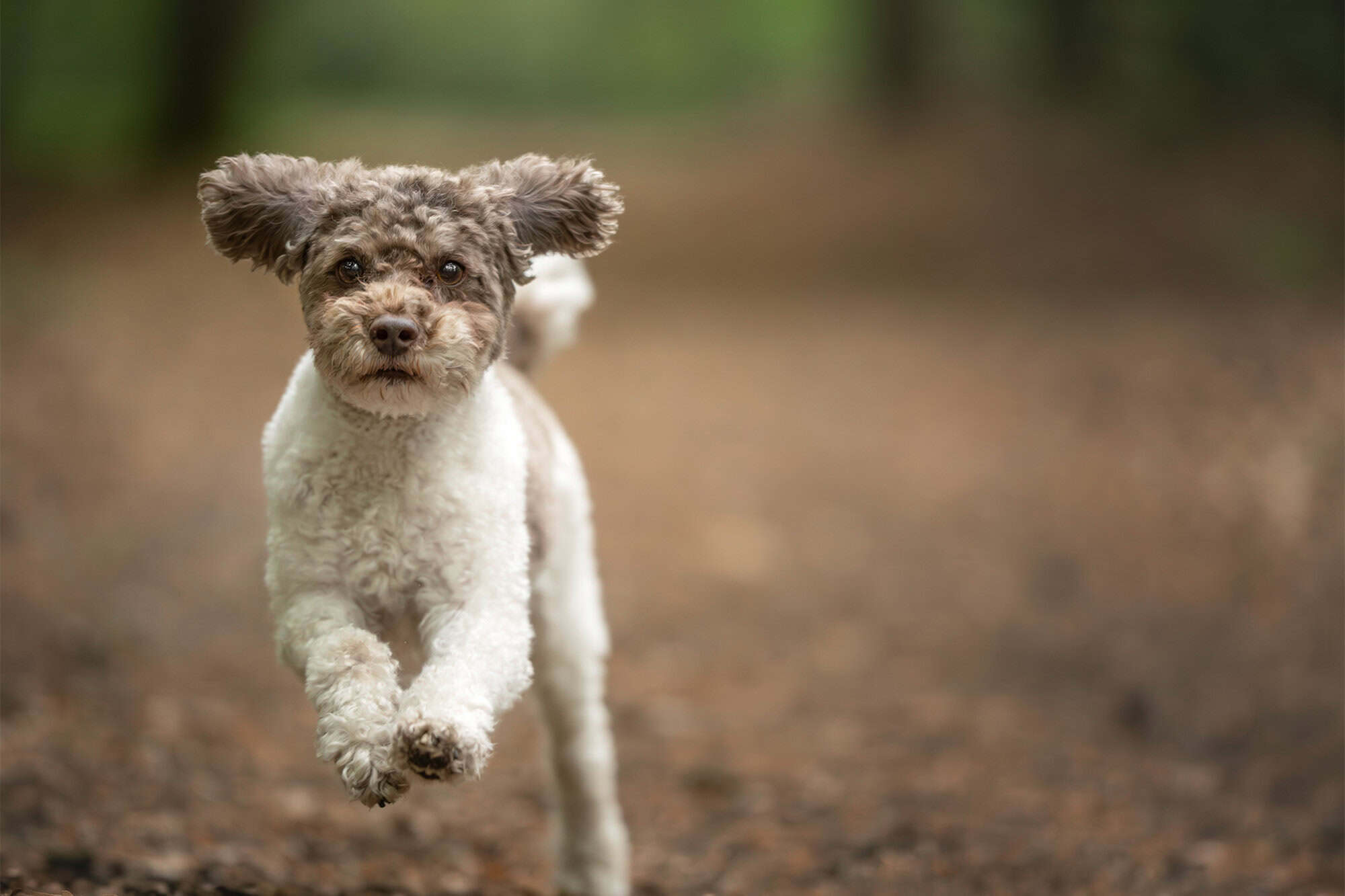 Kleine krulharige hond rent naar de camera