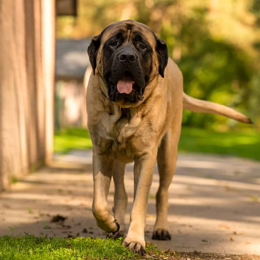 Grote mastiff loopt over een zonnig tuinpad