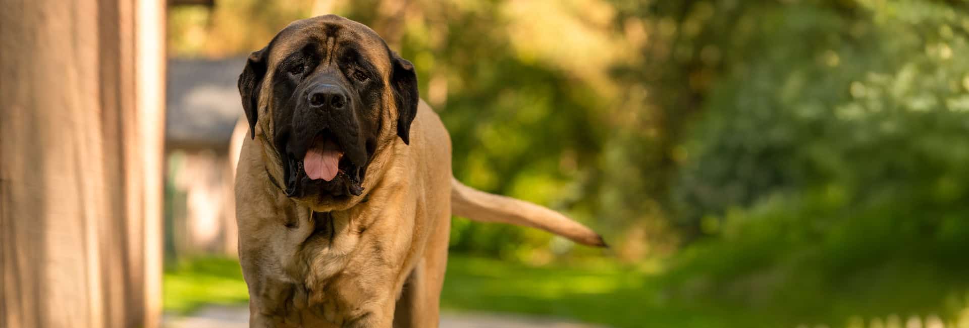 Grote mastiff loopt hijgend door zonnige tuin