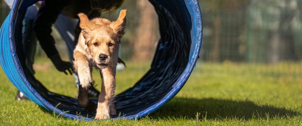 Puppy rent door blauwe behendigheidstunnel op gras