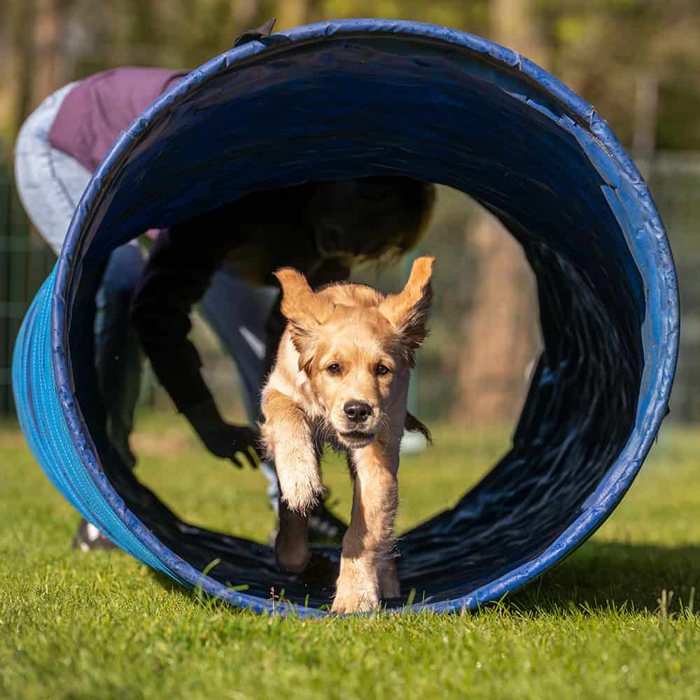 Golden retrieverpuppy rent door blauwe hondentunnel