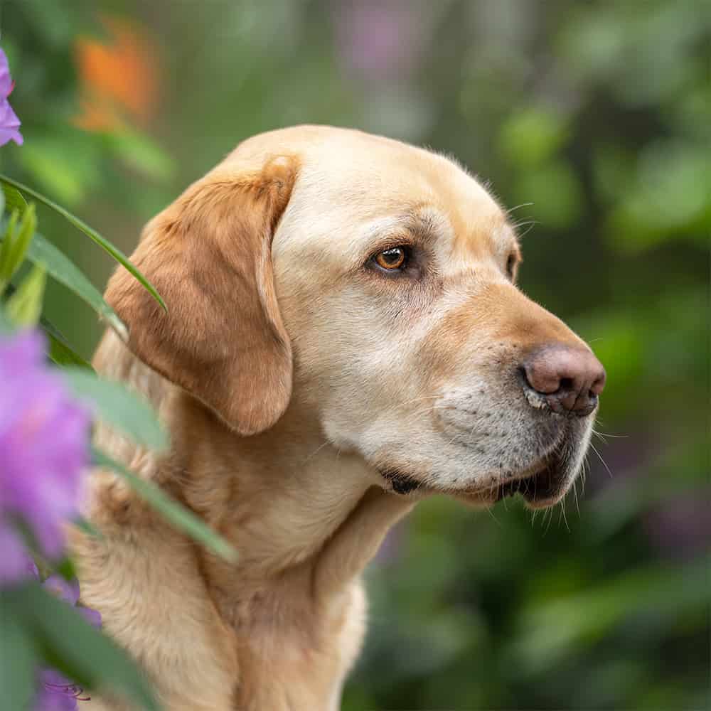 Gele labrador tussen paarse bloemen in een tuin