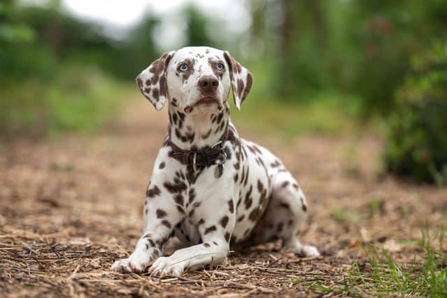 Dalmatiër ligt alert op een bospad