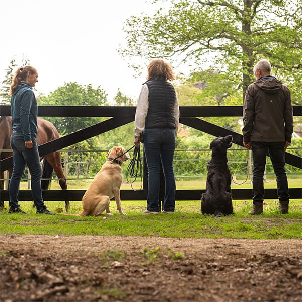 Drie mensen met honden bij een paardenweide