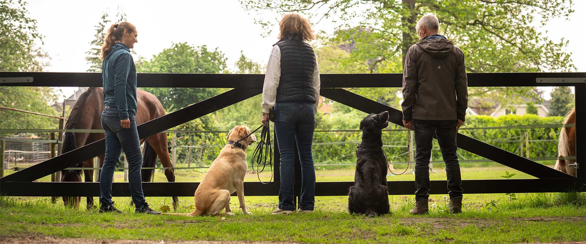 Drie mensen met honden bij paardenwei