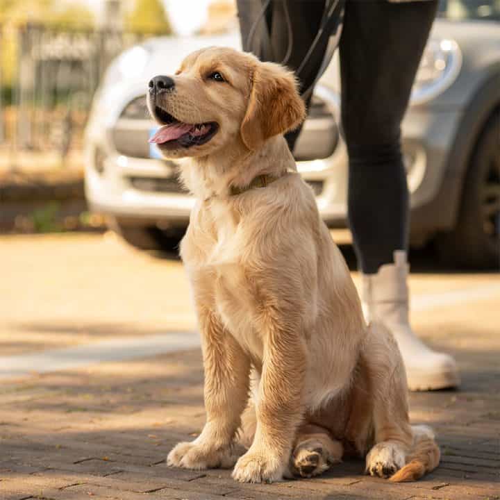 Golden retrieverpuppy zit naast eigenaar op straat