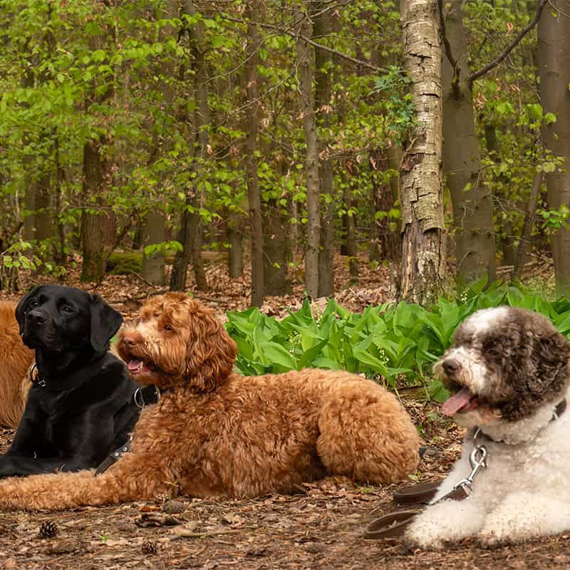 Drie honden rusten samen in een groen bos.