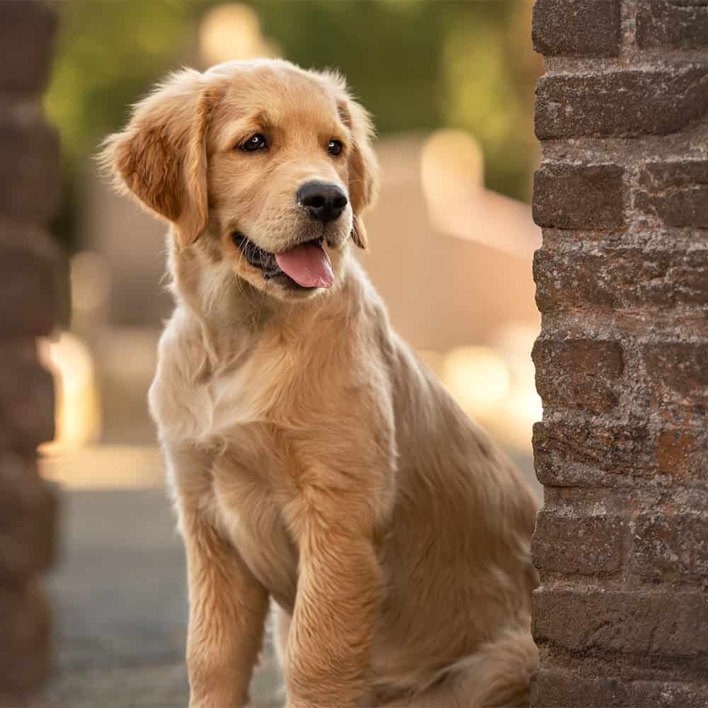 Jonge golden retriever zit tussen twee bakstenen muren