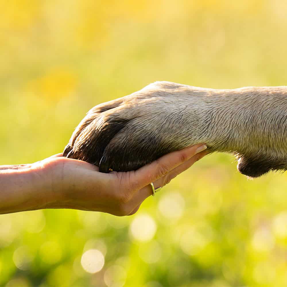 Mensenhand houdt de poot van een hond vast