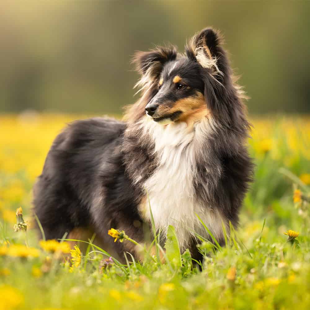 Shetland sheepdog in een bloemenweide