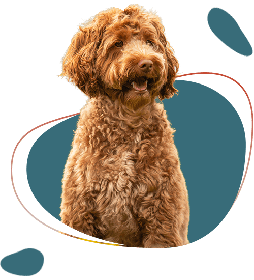 Krullige bruine hond met open bek