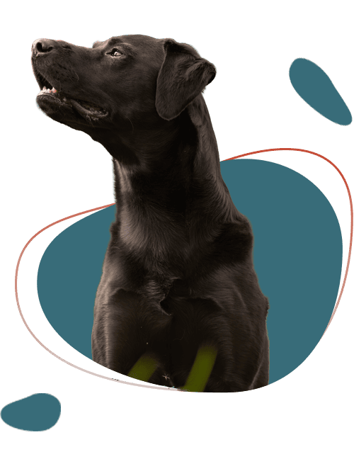 Zwarte labrador kijkt omhoog voor abstracte achtergrond