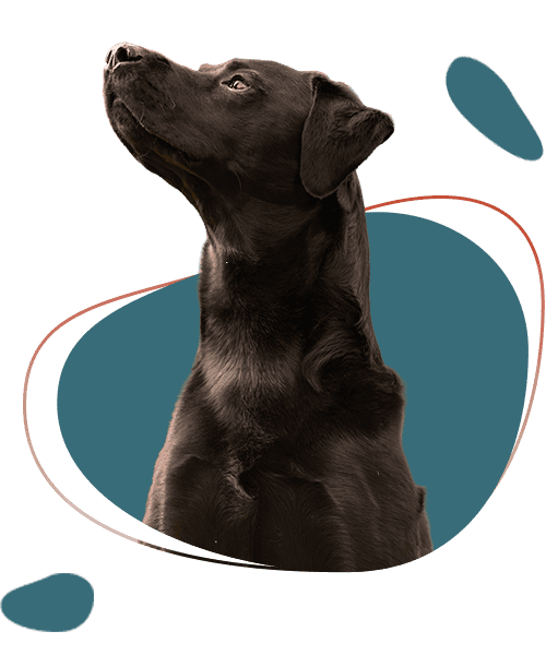 Zwarte labrador kijkt aandachtig omhoog