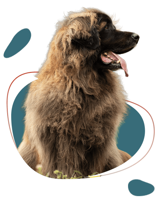 Langharige Leonbergerhond met open bek en tong
