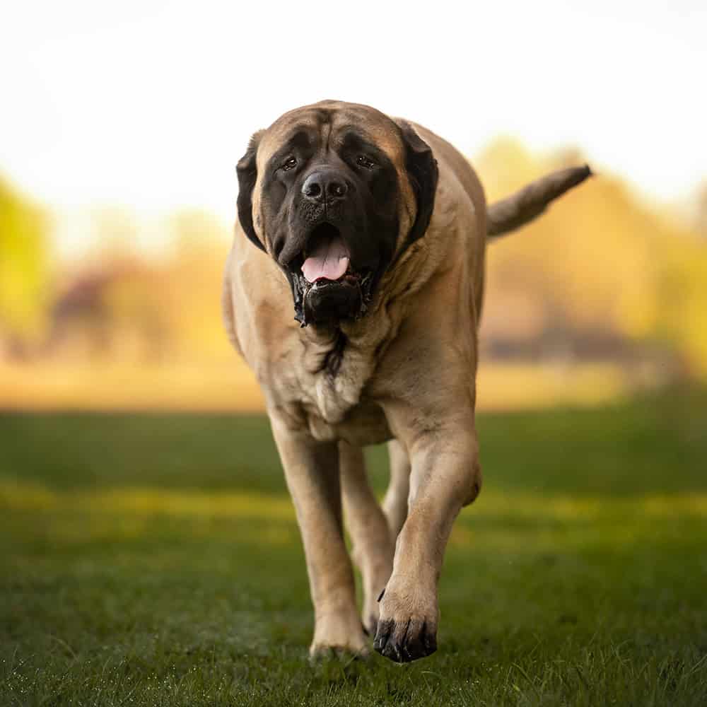 Grote mastiff rent over een groen grasveld