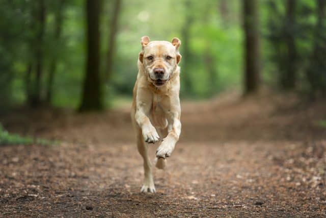 Lichtbruine hond rent over een bospad