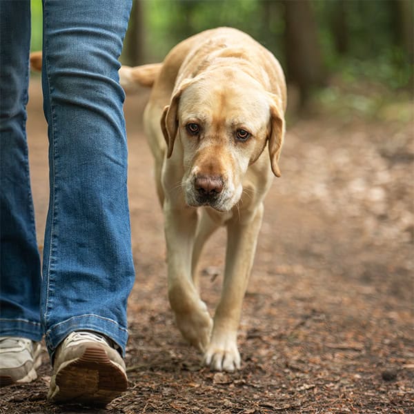 Labrador loopt naast persoon op bospad