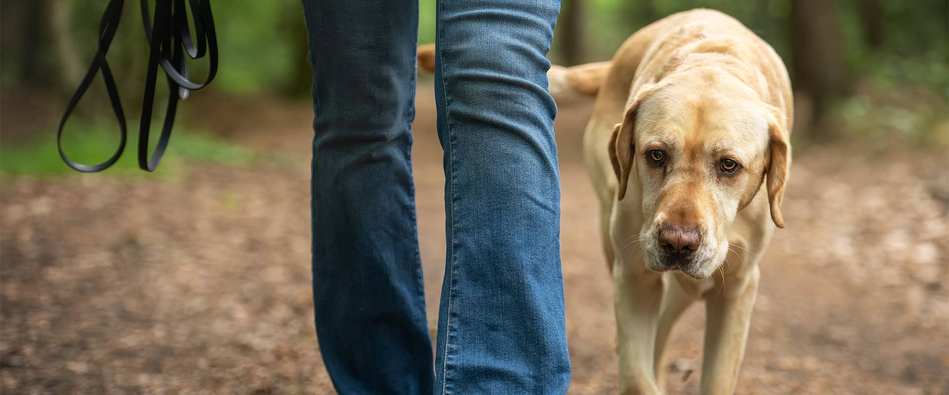 Labrador loopt naast persoon met riem in bos