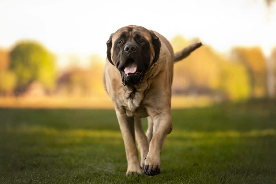 Grote mastiff loopt over gras in een zonnig park