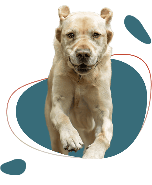 Lichtbruine hond springt recht naar voren