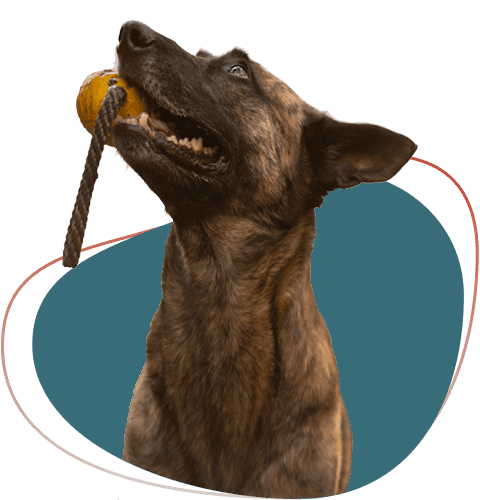 Bruine hond speelt met bal aan touw