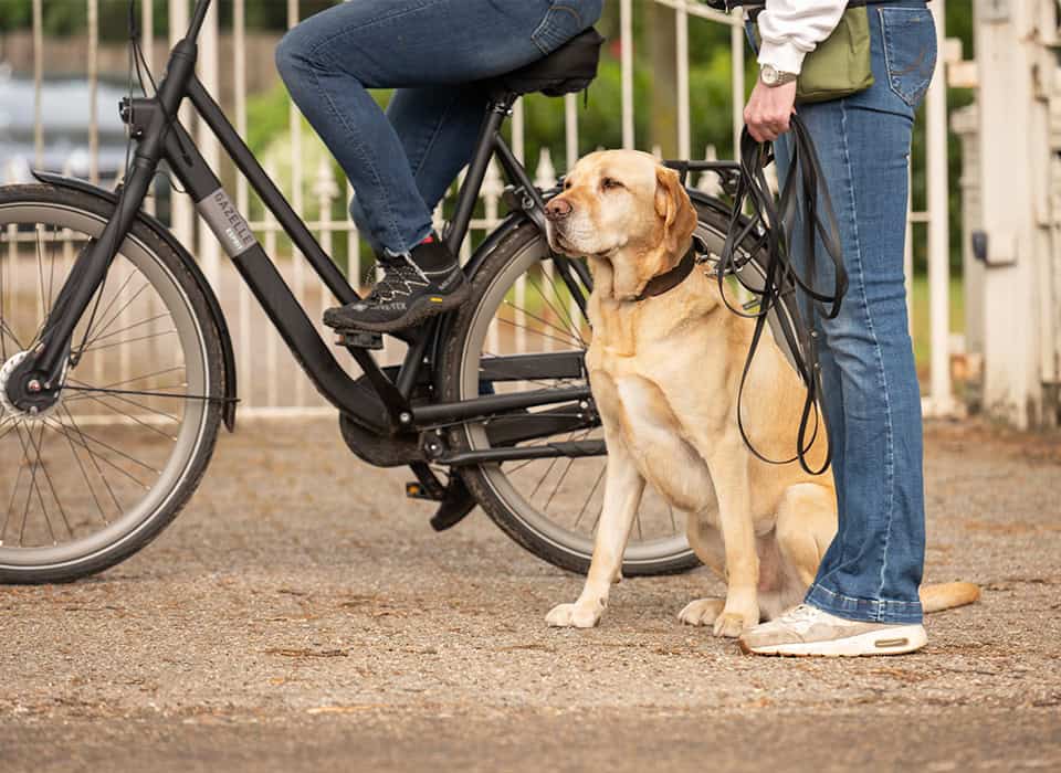 Geleidehond zit naast eigenaar bij fiets