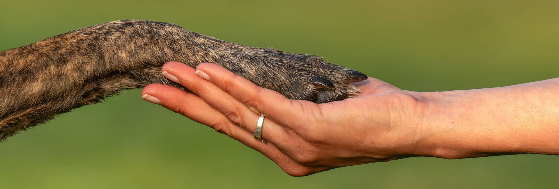 Menselijke hand houdt de poot van een hond vast.