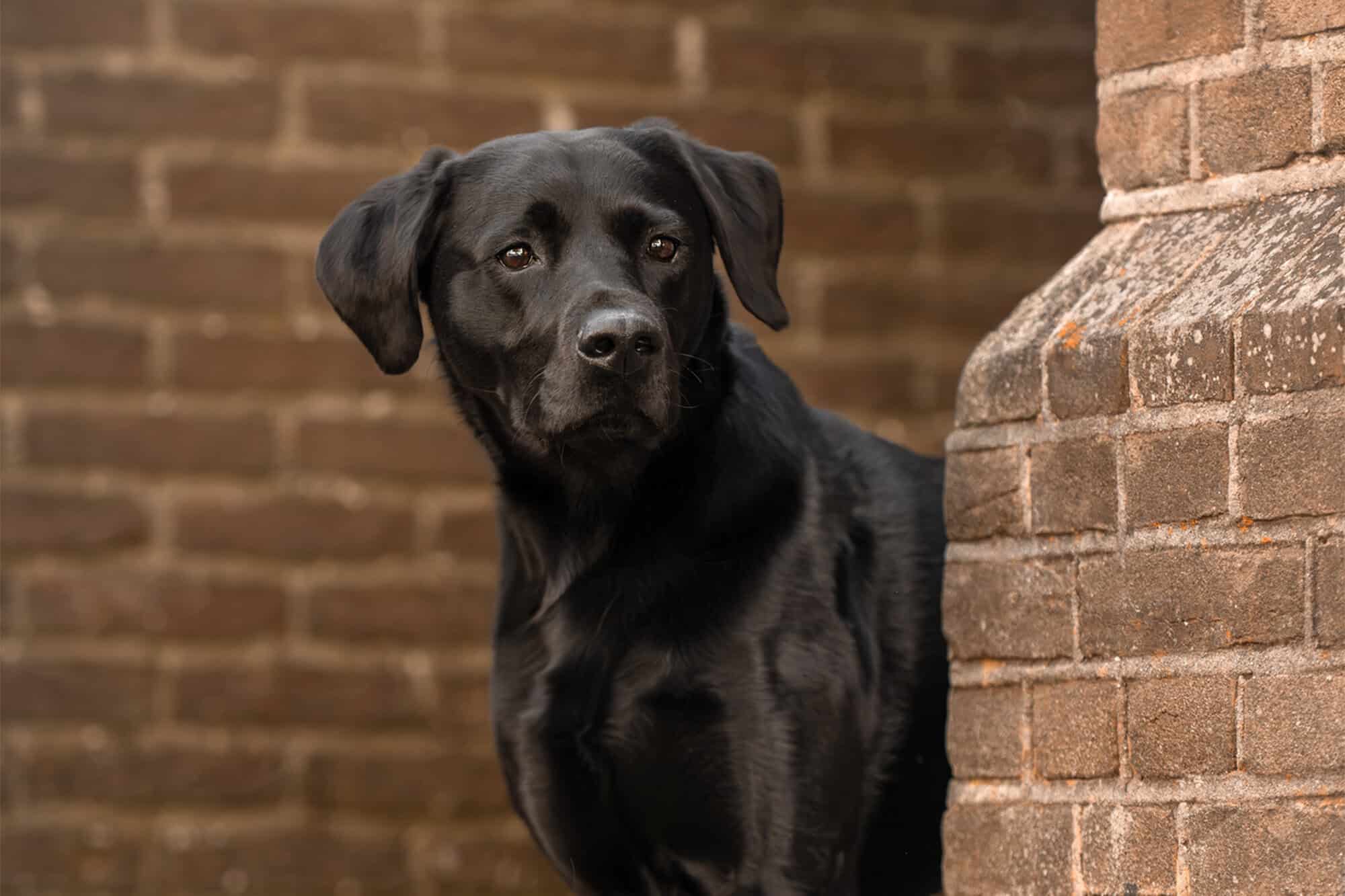 Zwarte labrador naast een bakstenen pilaar