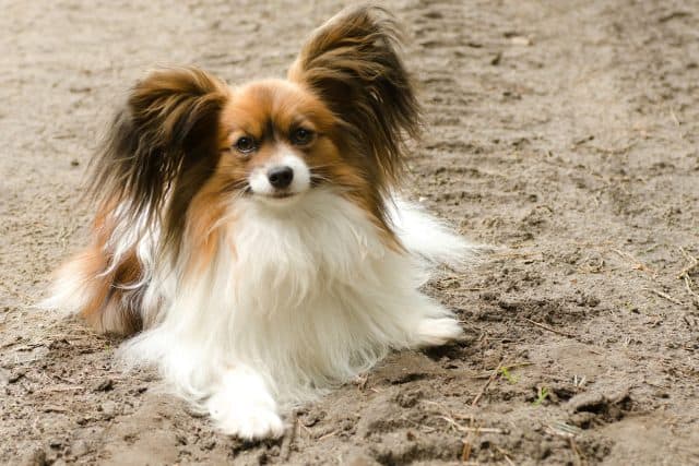 Papillonhond ligt op zand en kijkt omhoog