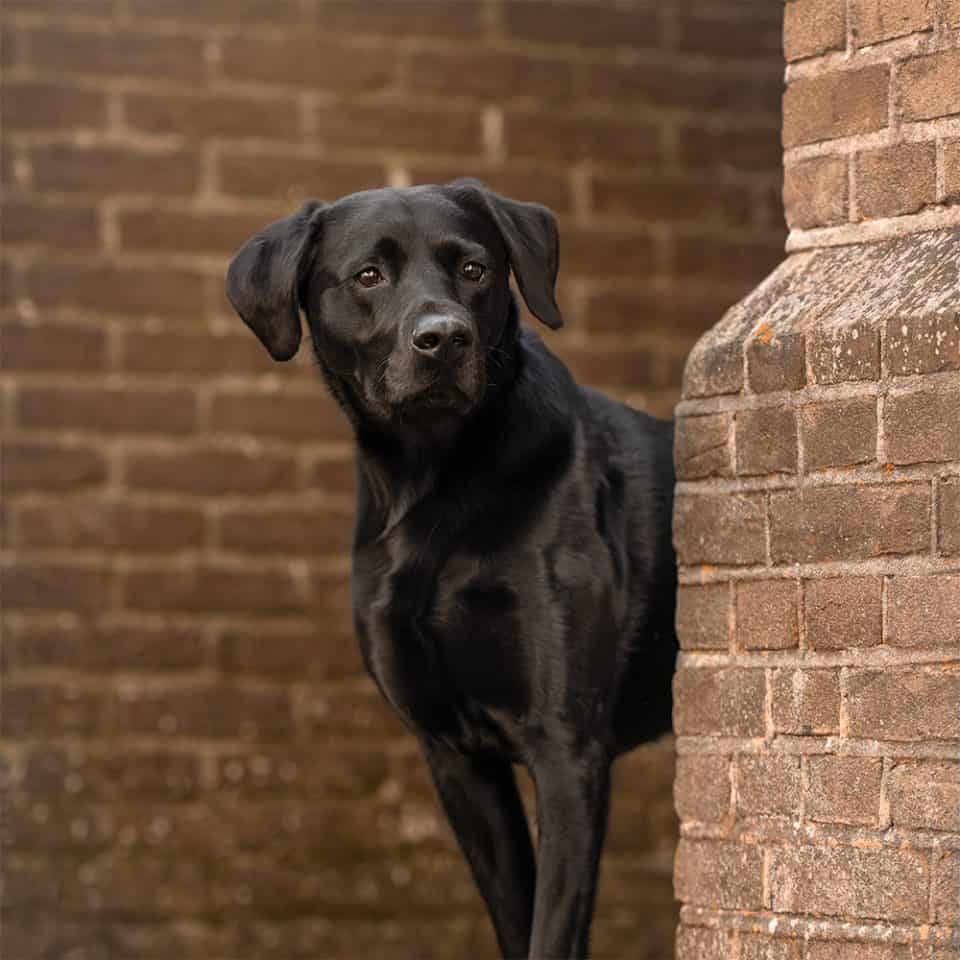 Zwarte labrador kijkt om een bakstenen muur