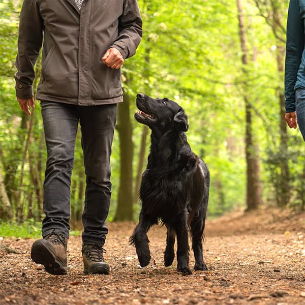 Zwarte hond wandelt met mensen door een bos