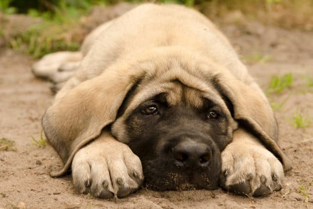 Slaperige beige puppy ligt op zand met poten over snuit