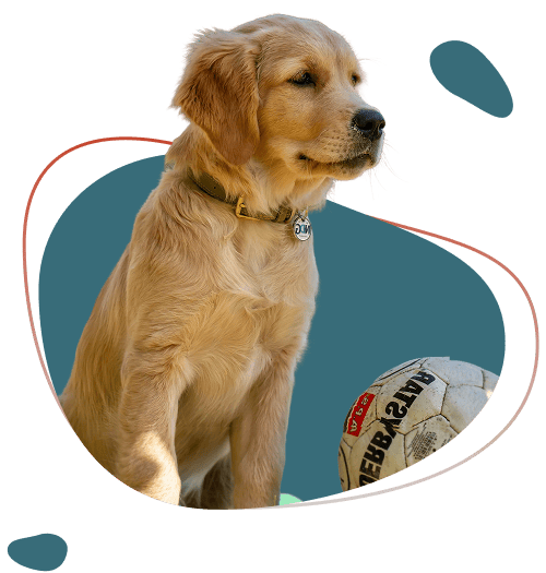 Golden retriever naast een rugbybal