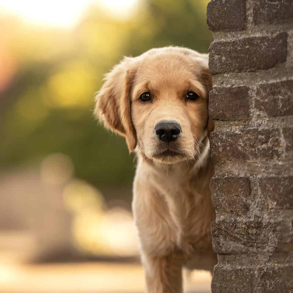 Gouden retrieverpuppy kijkt achter een bakstenen muur vandaan
