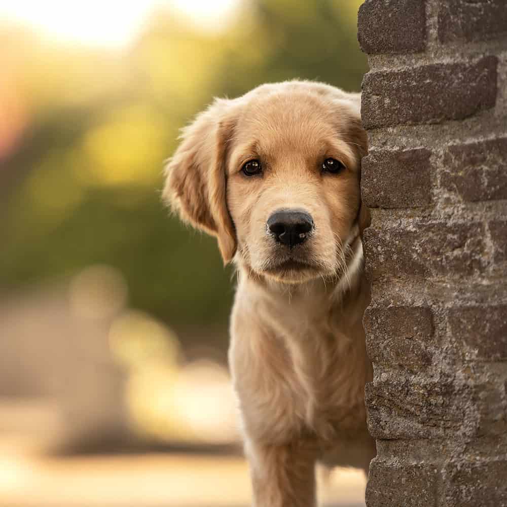 Gouden retrieverpuppy kijkt achter een bakstenen muur vandaan