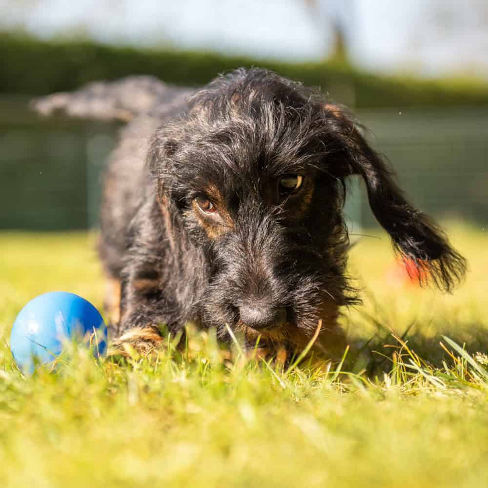 Zwarte ruwharige hond naast blauwe bal in gras