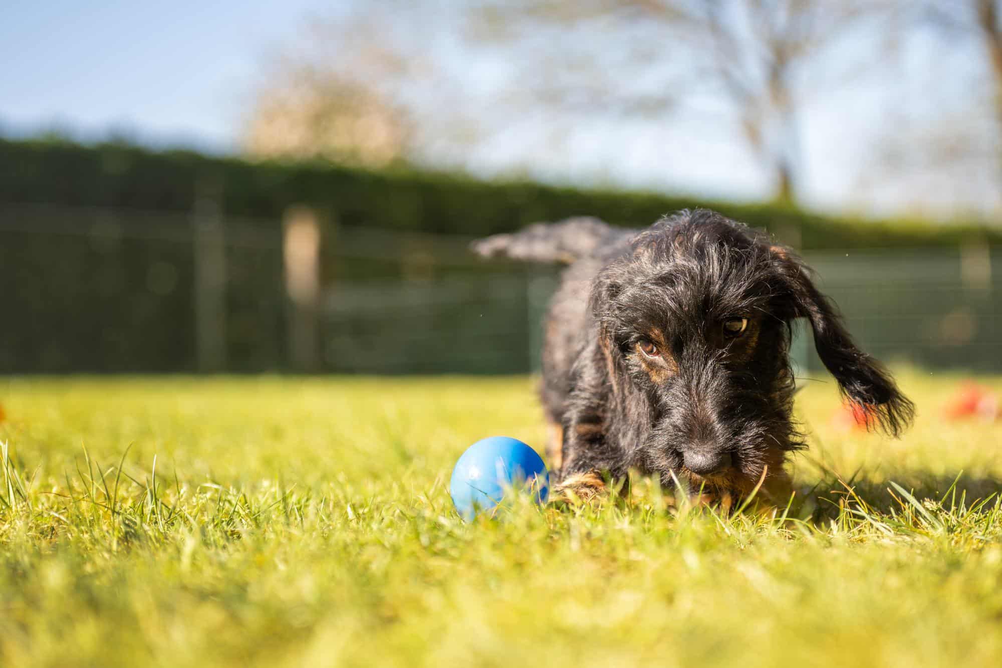 Zwarte hond speelt met blauwe bal op gras
