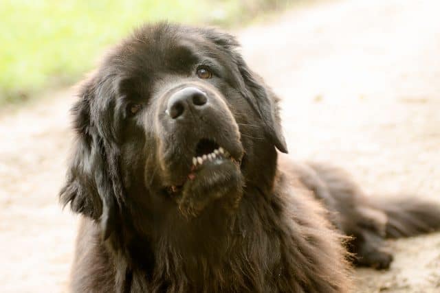 Zwarte hond kijkt nieuwsgierig omhoog
