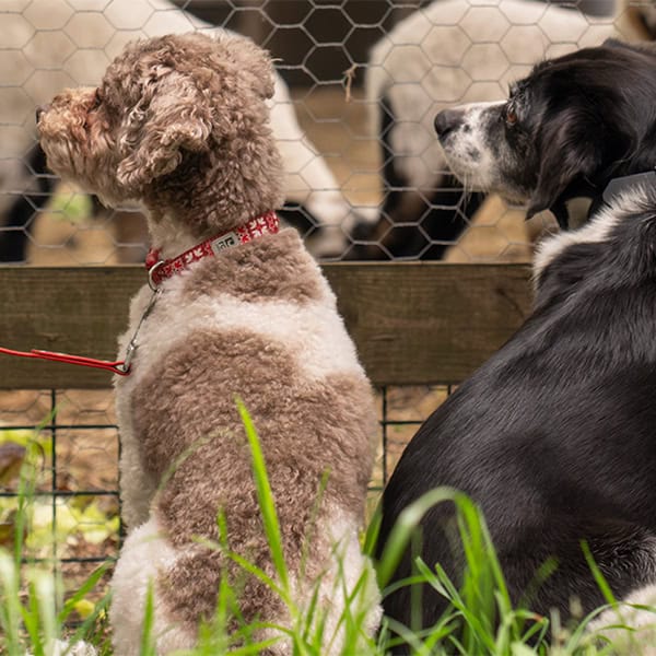 Twee honden kijken naar schapen achter gaas